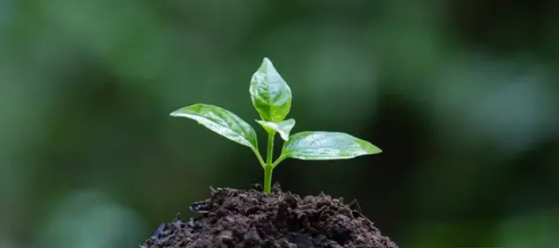 Semana do Meio Ambiente movimenta Itabira com palestras, oficinas e exposições até 15 de junho